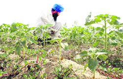 A farmer inspects his parched sunflower fields in Pabri village near Rajpura. 
