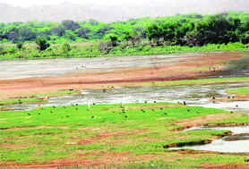 Weeds and silt visible on the surface of the Sukhna Lake, with very little water in the lake.