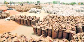 Kila Raipur mandi filled with wheat sacks due to non-procurement.