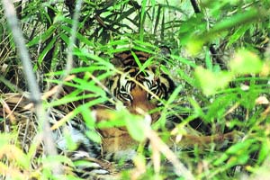 Truly tiger country: The park is said to house the largest population of tigers in the country
