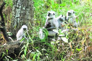 Kanha is also home to a large number of other species, including langoors
