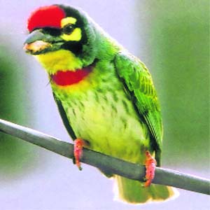 One bird that can be sighted in abundance at the Kanha tiger land is the red-breasted barbet