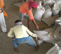 Labourers using iron hooks to load plastic-made wheat bags at grain market, Bathinda. 