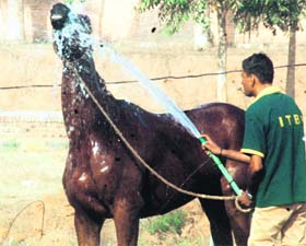 With the mercury rising, a man helps a horse beat the heat in Gurgaon