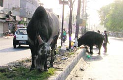 Stray cattle continue to move freely on roads in Ludhiana.