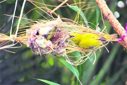Director, Tagore Theatre, Rajnish Wattas captures this White Eye bird family in his Sector 28 residence. 
