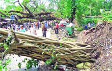 Trees uprooted in an overnight storm block traffic on a road in Coochbehar district of West Bengal on Sunday.
