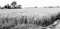 A standing wheat crop in Fatehgarh Sahib