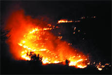 Fire that destroyed vegetation on acres of forestland in Pujewal, Harema, Chhochhewal and Dorowal villages located along the Garhshankar-Anandpur Sahib road in the Kandi area near Nawanshahr on Monday night. 