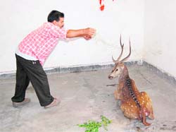 A forester tries to entrap a cheetal in a net. The animal had strayed into the Raipur area of Dehradun on Thursday.