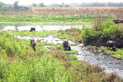 Animals consume polluted water near Chungi No. 1 area at Nangal.