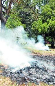 Tree leaves set on fire in Ram Bagh in Amritsar.