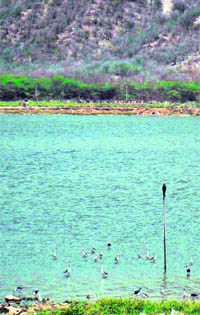 Water birds at the resurrected lake