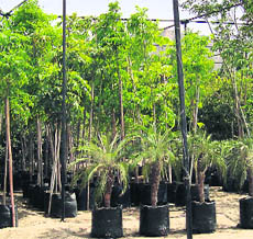 A nursery has been developed, which can house more than one lakh trees