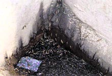 Worms germinate in a sewerage line of houses at Mullanpur village. A Tribune photograph