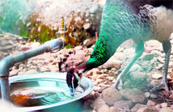 A peacock quenches its thirst at the Manda Wildlife Sanctuary in Jammu