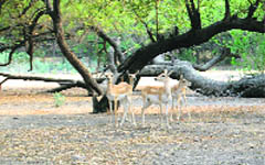 The Deer Park at Meham in Rohtak district.