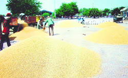 Wheat lying in the open at the Jind grain market.