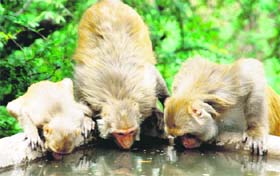  Monkeys quench their thirst at a pond in Ramgarh near Panchkula on Tuesday.