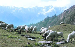 The Namik-Thalagwarh area of Pitthoragarh