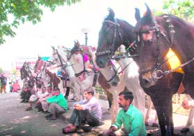 Horse owners waiting for tourists on a hot day at the Ridge in Shimla on Tuesday