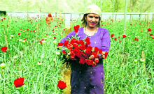 This woman is all smiles holding a bunch of flowers grown in Sukh Rams Polyhouse at Asha Majhari village in Bilaspur district