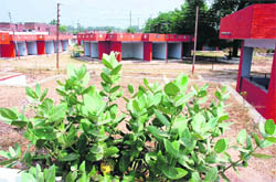 The deserted Jammu Haat at the Exhibition Ground in Jammu 