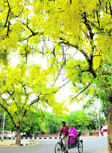 An amaltas tree in full bloom in Chandigarh.