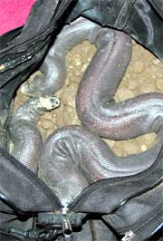 The snake that was recovered from the accused in Mohali on Thursday.