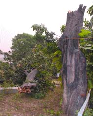 Almost a centruy old tree on the KMV campus fell prey to duststorm in Jalandhar on Wednesday.