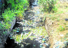 A view of a filthy channel of the Ravi Tawi canal in the Nandpur area. Tribune photo