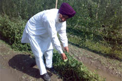 Gursant Singh, a farmer, examining the bitter gourd plant, which was damaged by hailstorm in Mallanwala 