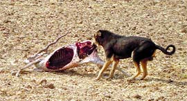 A stray dog eats the flesh of a black buck.