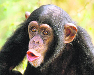 According to some studies, chimps have highly developed awareness of death