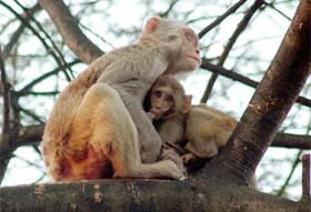 MOTHERS LOVE: A mother monkey sits with her young one at Sultanpur bird sanctuary near Gurgaon