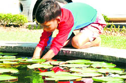 A child tries to catch a fish in the pond at the Government College of Art campus