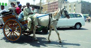 horse cart