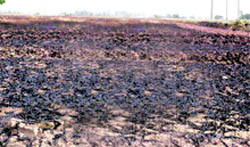 A field where wheat stubble was burnt, near the Patiala-Sirhind road
