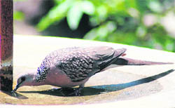 A pigeon quenches its thirst from a municipal water tap on a hot afternoon in Dehradun on Tuesday.