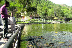 People feeding the fish at the Rewalsar lake on Tuesday