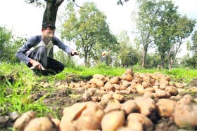 A farmer at work at his potato farm in Muthi village on the outskirts of Jammu