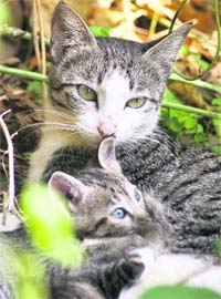 A kitten feels protected in the lap of the mother in Jammu