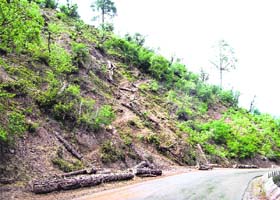 A view of felled trees along the Jammu-Srinagar national highway near Nashri, an area which is prone to landslides