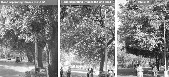 DO THEY SERVE THE PURPOSE? Leaves of trees covering streetlights lead to poor visibility on roads and are a threat to commuters in Mohali
