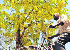 A man cycle past an Amaltas tree in full bloom in Ludhiana on Wednesday.