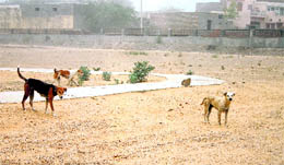 The deserted deer park at Meham in Rohtak district