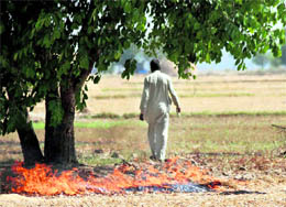 The ban on wheat stubble burning is practised more in breach than compliance as this picture taken in Karnals Majra Rodan village suggestes