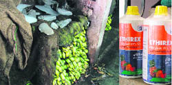 Chemically treated bananas kept in ice before being sold to consumers; and (right) calcium carbide concoction being sold openly in city markets.