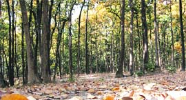 Views of the thick sal forest in Dehradun district.