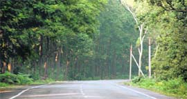 Views of the thick sal forest in Dehradun district.